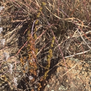 Cheilanthes sieberi subsp. sieberi at Molonglo River Reserve - 26 Apr 2016 07:52 PM