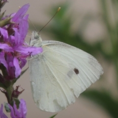 Pieris rapae (Cabbage White) at Bullen Range - 21 Jan 2016 by michaelb