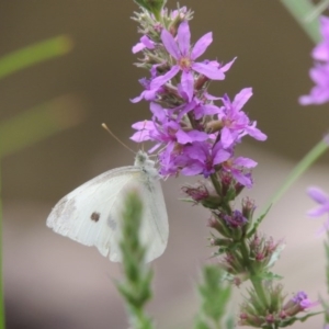 Pieris rapae at Bullen Range - 21 Jan 2016 06:37 PM