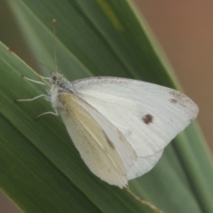 Pieris rapae at Bullen Range - 21 Jan 2016 06:37 PM