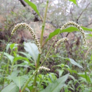 Persicaria lapathifolia at Bullen Range - 21 Jan 2016