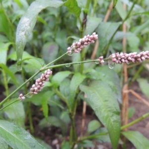 Persicaria decipiens at Bullen Range - 21 Jan 2016 07:23 PM