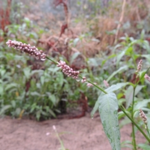 Persicaria decipiens at Bullen Range - 21 Jan 2016