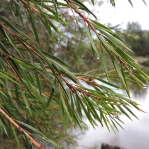 Callistemon sieberi at Bullen Range - 21 Jan 2016