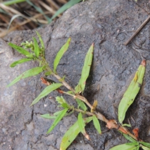 Persicaria prostrata at Bullen Range - 21 Jan 2016 07:44 PM