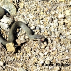 Drysdalia coronoides (White-lipped Snake) at Jagungal Wilderness, NSW - 7 Apr 2016 by BarrieR