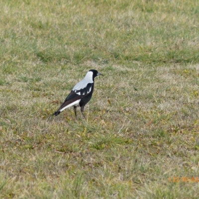 Gymnorhina tibicen (Australian Magpie) at Jerrabomberra Wetlands - 30 Jul 2015 by ChrisDavey