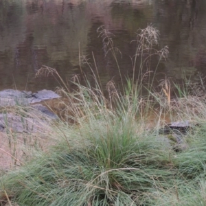 Eragrostis curvula at Bullen Range - 21 Jan 2016