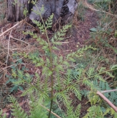 Pteridium esculentum (Bracken) at Kambah Pool - 21 Jan 2016 by MichaelBedingfield