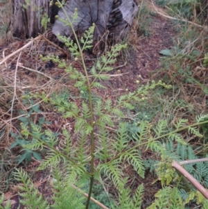 Pteridium esculentum at Kambah Pool - 21 Jan 2016