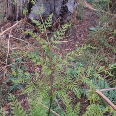 Pteridium esculentum (Bracken) at Kambah Pool - 21 Jan 2016 by MichaelBedingfield