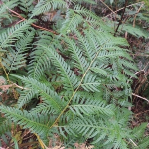 Pteridium esculentum at Kambah Pool - 21 Jan 2016