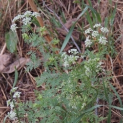 Conium maculatum (Hemlock) at Kambah Pool - 21 Jan 2016 by michaelb