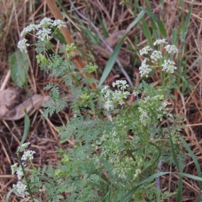 Conium maculatum (Hemlock) at Kambah Pool - 21 Jan 2016 by michaelb