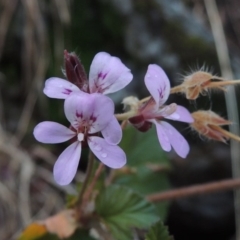 Pelargonium australe (Austral Stork's-bill) at Kambah Pool - 21 Jan 2016 by MichaelBedingfield