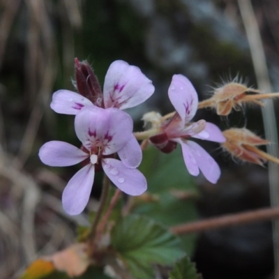 Pelargonium australe (Austral Stork's-bill) at Kambah Pool - 21 Jan 2016 by michaelb