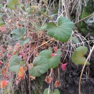 Pelargonium australe at Kambah Pool - 21 Jan 2016