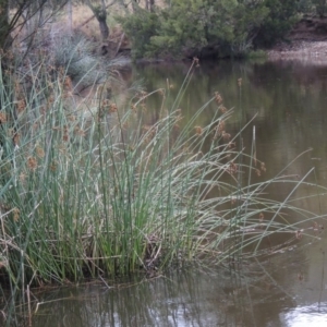 Schoenoplectus tabernaemontani at Kambah Pool - 21 Jan 2016 08:22 PM