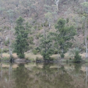 Casuarina cunninghamiana subsp. cunninghamiana at Kambah Pool - 21 Jan 2016