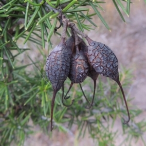 Grevillea juniperina at Greenway, ACT - 25 Jan 2016 07:30 PM