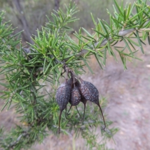 Grevillea juniperina at Greenway, ACT - 25 Jan 2016 07:30 PM