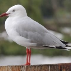 Chroicocephalus novaehollandiae (Silver Gull) at Greenway, ACT - 27 Jan 2016 by MichaelBedingfield