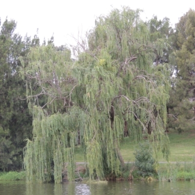 Salix babylonica (Weeping Willow) at Greenway, ACT - 27 Jan 2016 by michaelb