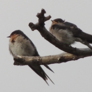 Hirundo neoxena at Greenway, ACT - 27 Jan 2016