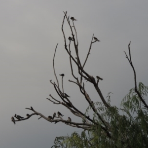 Hirundo neoxena at Greenway, ACT - 27 Jan 2016