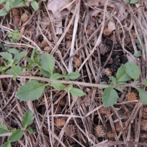 Phyla nodiflora at Greenway, ACT - 27 Jan 2016 07:32 PM