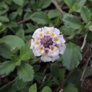 Phyla nodiflora at Greenway, ACT - 27 Jan 2016 07:32 PM