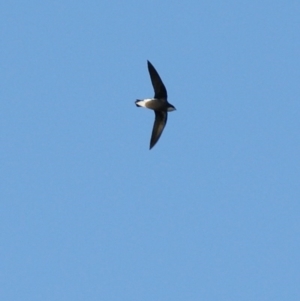 Hirundapus caudacutus at Garran, ACT - 11 Mar 2016