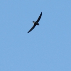 Hirundapus caudacutus at Garran, ACT - 11 Mar 2016