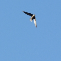 Hirundapus caudacutus at Garran, ACT - 11 Mar 2016