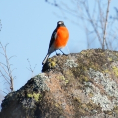 Petroica phoenicea (Flame Robin) at Symonston, ACT - 16 Aug 2015 by roymcd