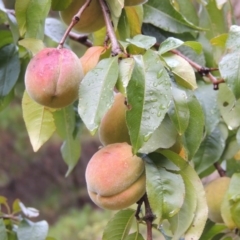 Prunus persica (Peach, Nectarine) at Chisholm, ACT - 31 Jan 2016 by MichaelBedingfield