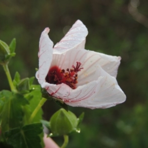 Pavonia hastata at Chisholm, ACT - 31 Jan 2016