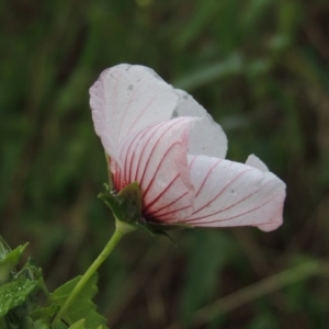 Pavonia hastata at Chisholm, ACT - 31 Jan 2016