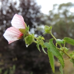 Pavonia hastata at Chisholm, ACT - 31 Jan 2016