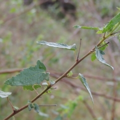 Pavonia hastata at Chisholm, ACT - 31 Jan 2016