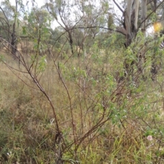 Pavonia hastata at Chisholm, ACT - 31 Jan 2016 07:16 PM