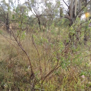 Pavonia hastata at Chisholm, ACT - 31 Jan 2016