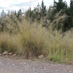 Eragrostis curvula (African Lovegrass) at Chisholm, ACT - 31 Jan 2016 by michaelb