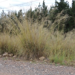 Eragrostis curvula at Chisholm, ACT - 31 Jan 2016 07:34 PM