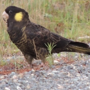 Zanda funerea at Old Tuggeranong TSR - 31 Jan 2016