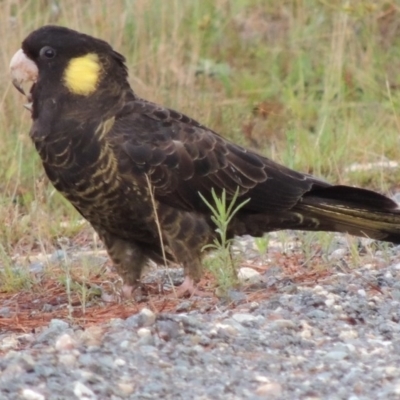 Zanda funerea (Yellow-tailed Black-Cockatoo) at Old Tuggeranong TSR - 31 Jan 2016 by michaelb