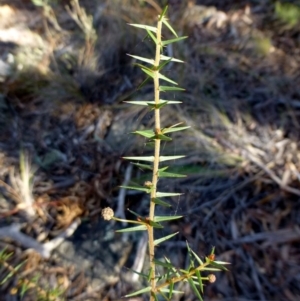 Acacia ulicifolia at Canberra Central, ACT - 3 May 2016 12:00 AM