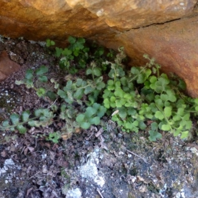 Pleurosorus rutifolius (Blanket Fern) at Point 4558 - 2 May 2016 by RWPurdie