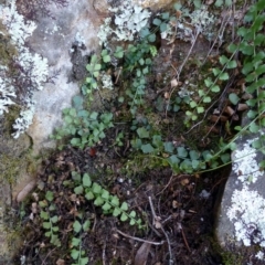 Asplenium flabellifolium (Necklace Fern) at Point 4558 - 2 May 2016 by RWPurdie