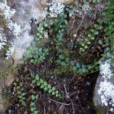 Asplenium flabellifolium (Necklace Fern) at Canberra Central, ACT - 2 May 2016 by RWPurdie